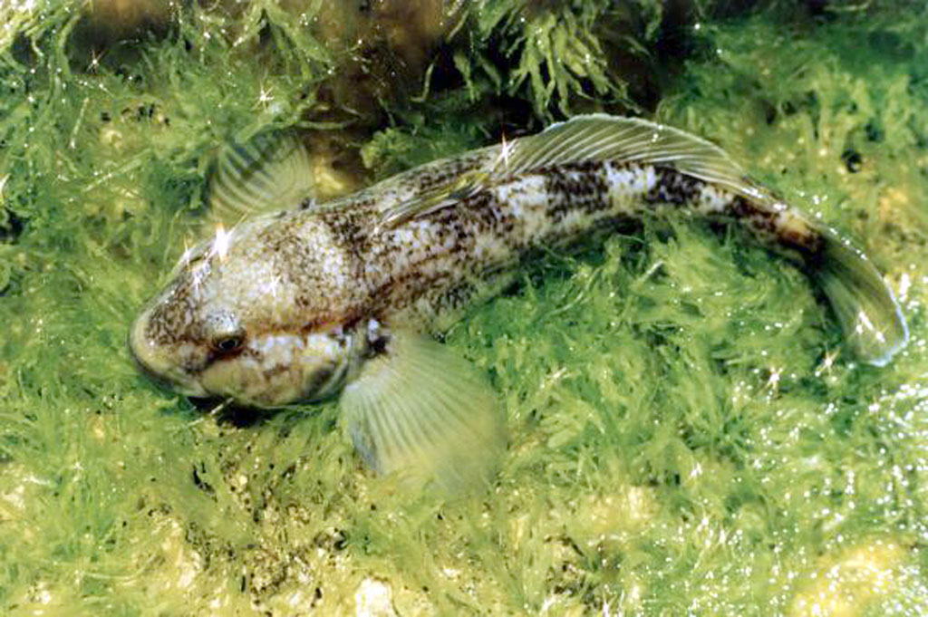 Хазарскому государственному заповеднику – 85 лет