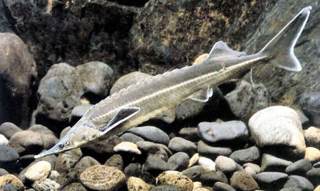 Хазарскому государственному заповеднику – 85 лет