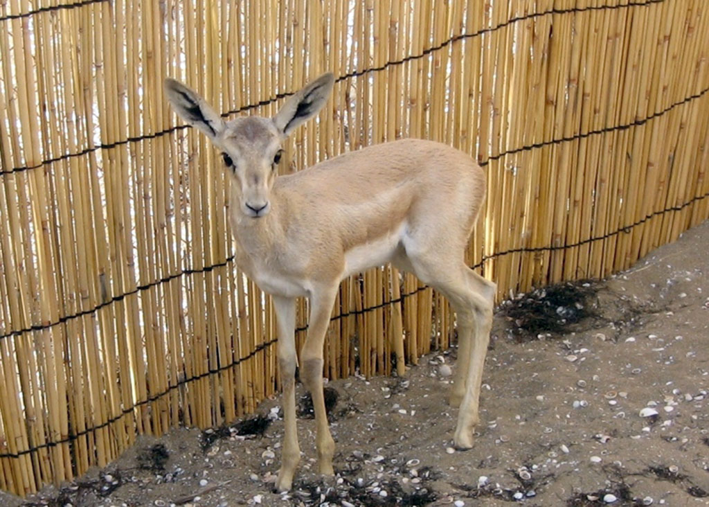 Hazar State Natural Reserve is 85 years old