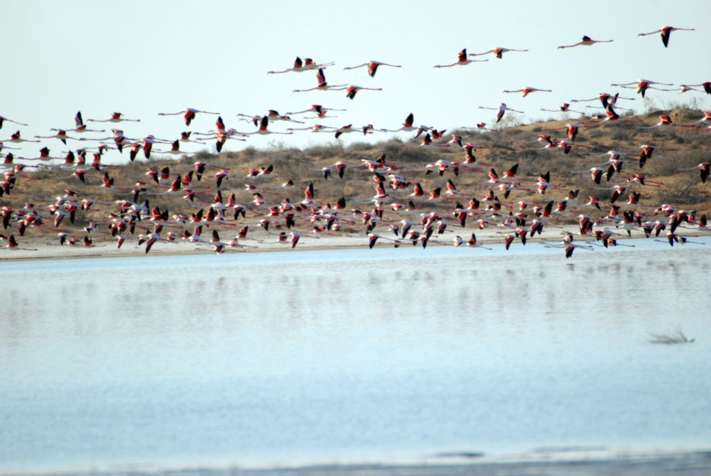Hazar State Natural Reserve is 85 years old
