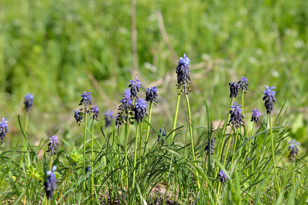 Turkmen nature conquers by its beauty