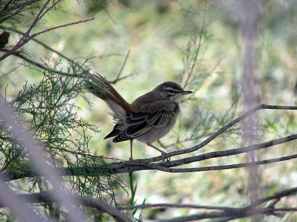 Repetekde  goraghana döredilmezden 15 ýyl öň ylmy barlaglar başlanypdy