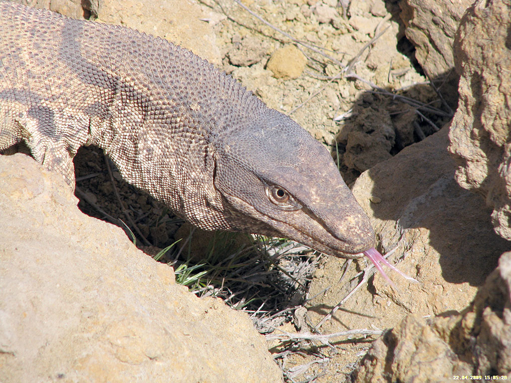 Repetekde  goraghana döredilmezden 15 ýyl öň ylmy barlaglar başlanypdy
