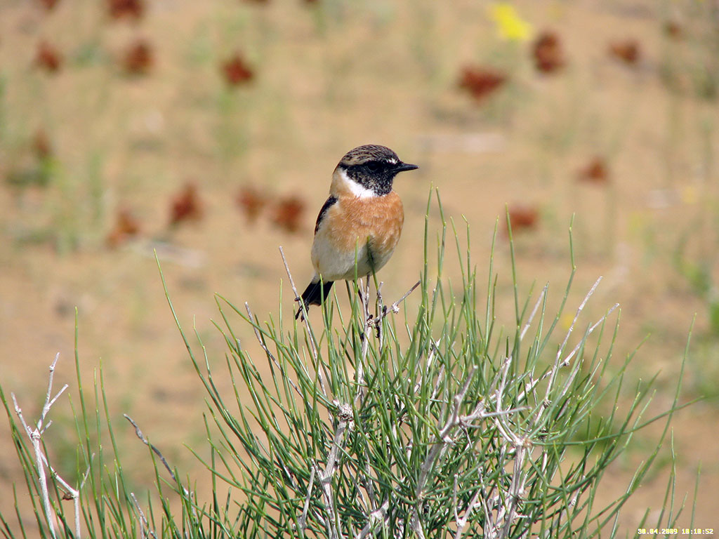 Scientific studies at Repetek Reserve have started 15 years before its foundation