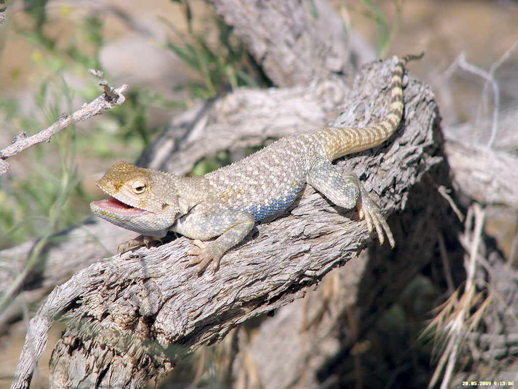 Scientific studies at Repetek Reserve have started 15 years before its foundation