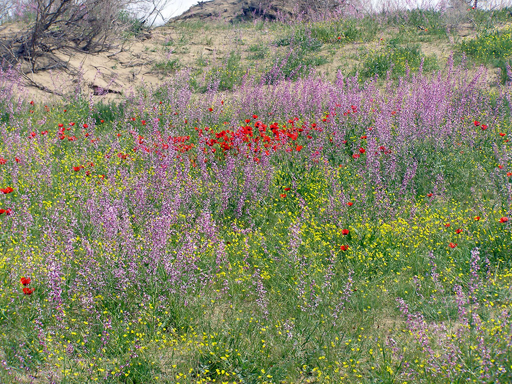 Scientific studies at Repetek Reserve have started 15 years before its foundation