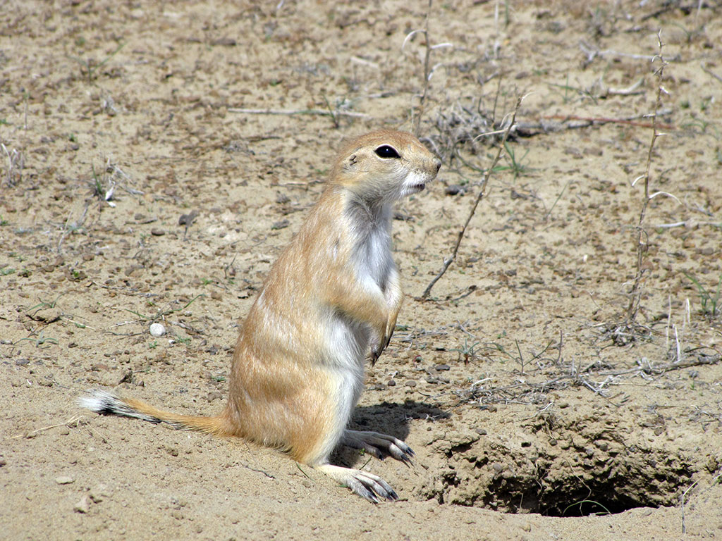 Scientific studies at Repetek Reserve have started 15 years before its foundation