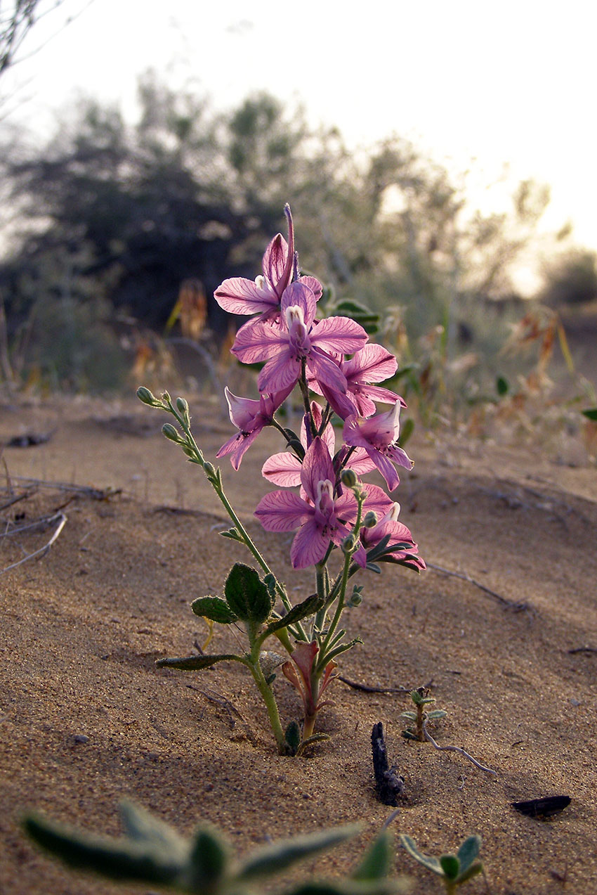 Scientific studies at Repetek Reserve have started 15 years before its foundation