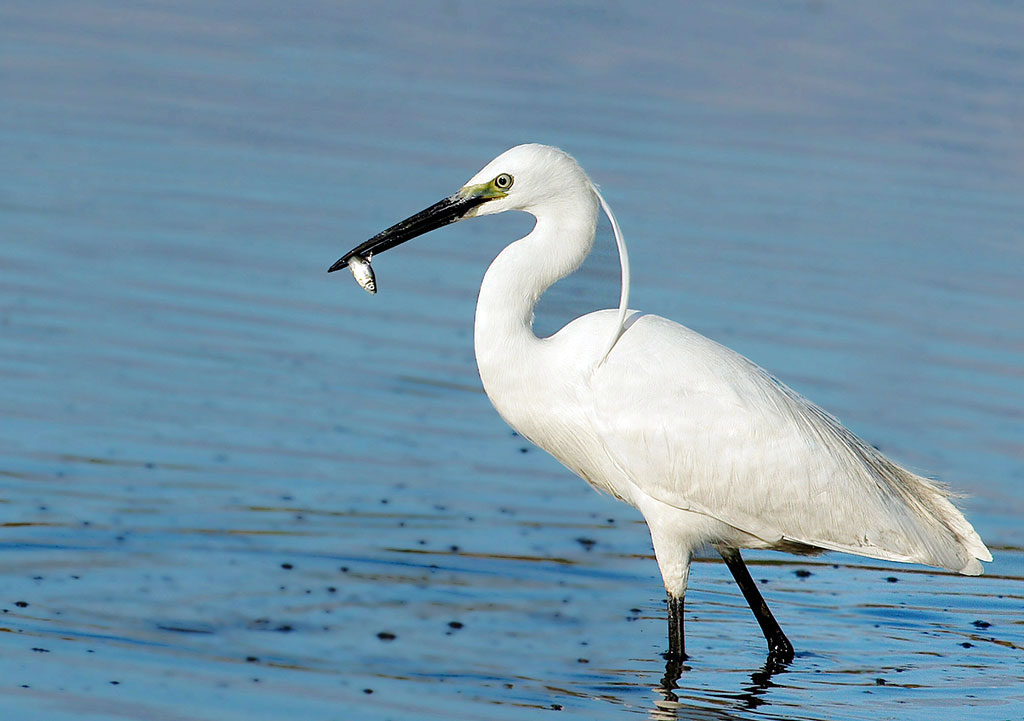 На сохранение биоразнообразия Каспия нацелена деятельность КЭП 