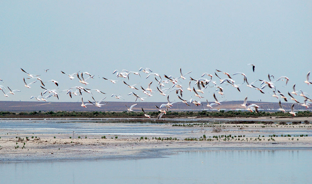 На сохранение биоразнообразия Каспия нацелена деятельность КЭП 