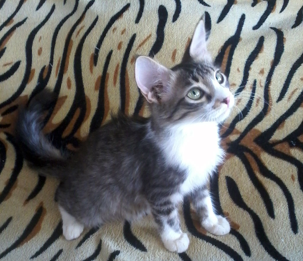 “Hope Island” is to become home for deserted dogs and cats