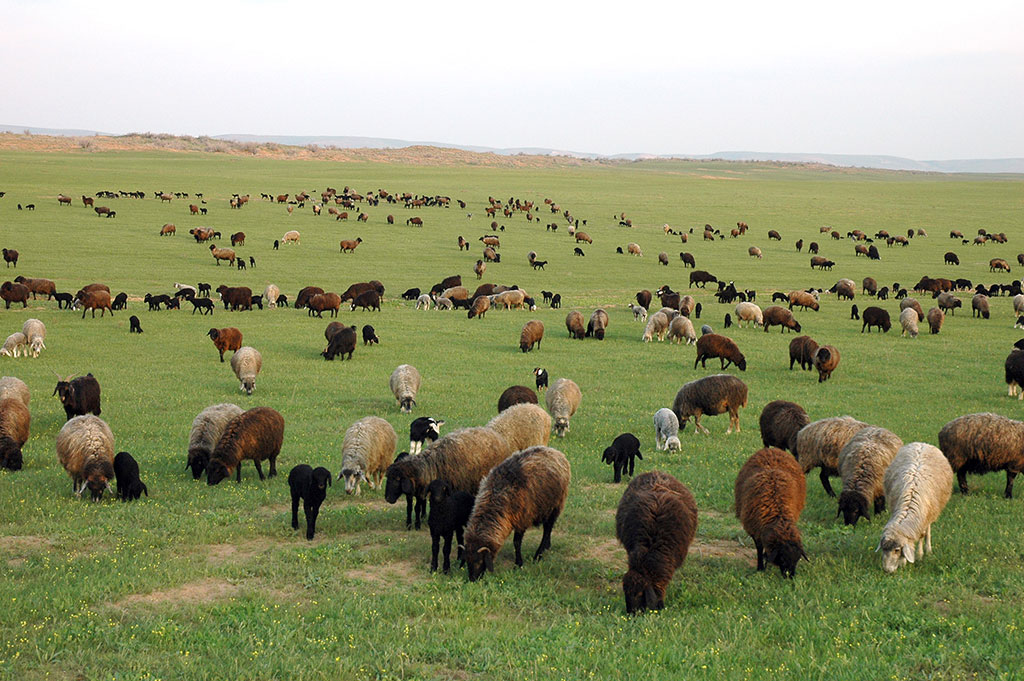 Ведётся активная работа по улучшению генофонда каракульских овец