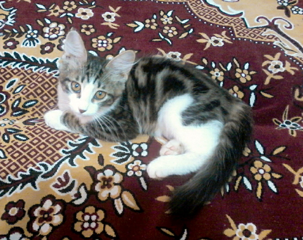 „Umytlar adasy“  idegsiz itleriň  we pişikleriň öýi bolar