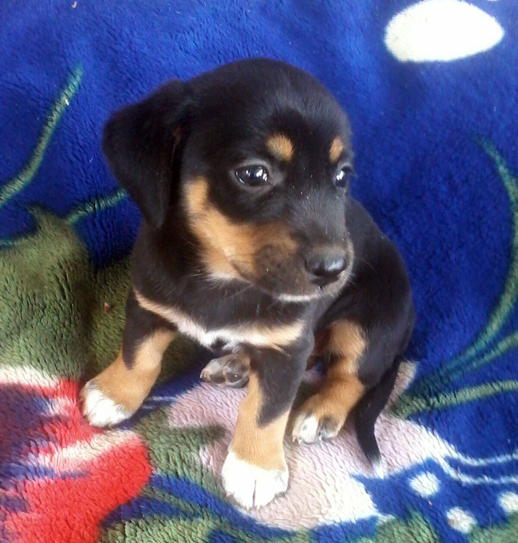 „Umytlar adasy“  idegsiz itleriň  we pişikleriň öýi bolar