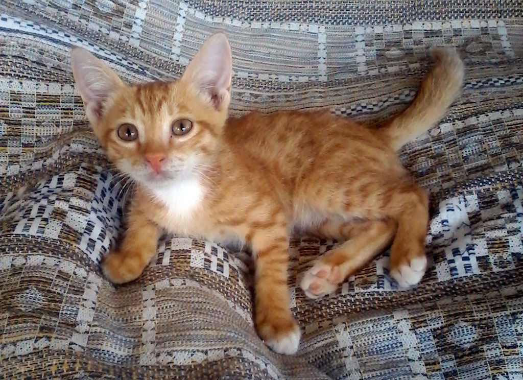 „Umytlar adasy“  idegsiz itleriň  we pişikleriň öýi bolar