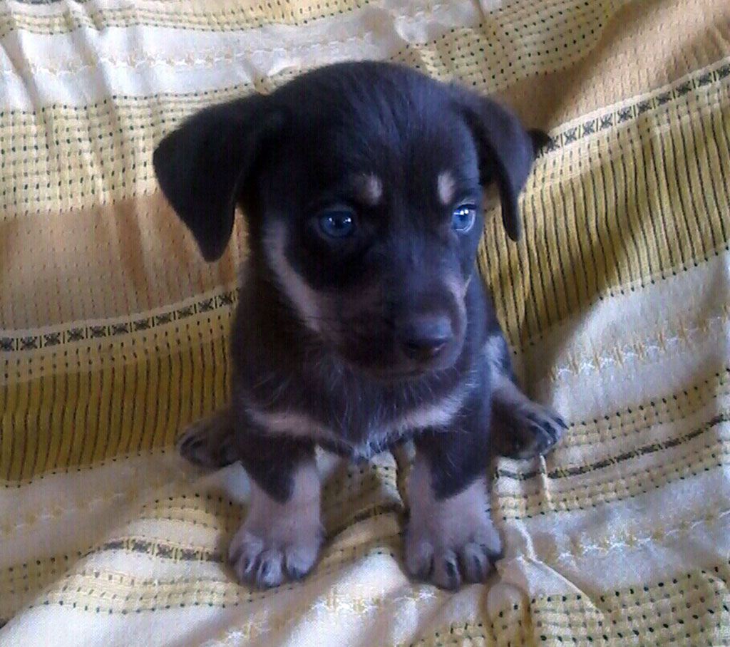 „Umytlar adasy“  idegsiz itleriň  we pişikleriň öýi bolar