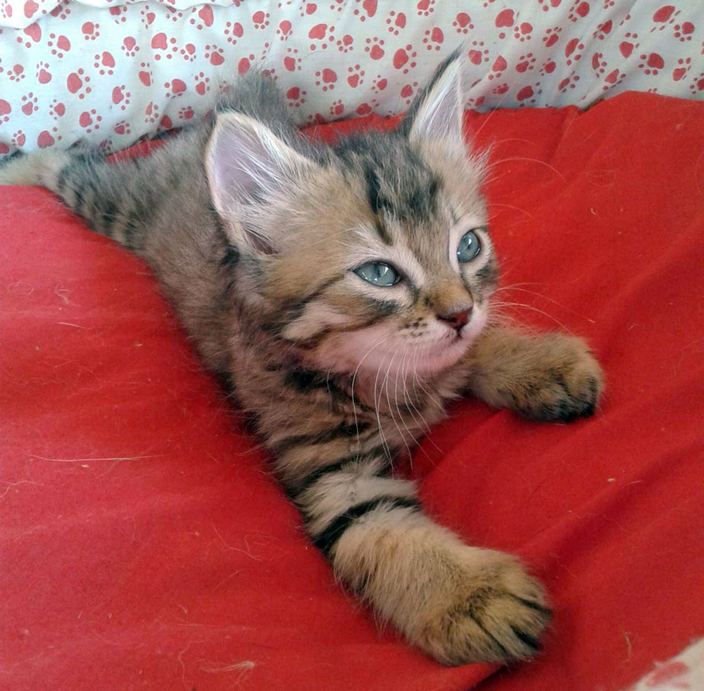 „Umytlar adasy“  idegsiz itleriň  we pişikleriň öýi bolar