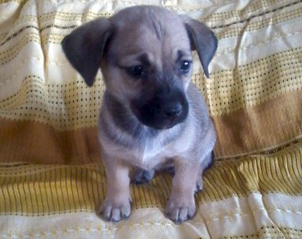 „Umytlar adasy“  idegsiz itleriň  we pişikleriň öýi bolar