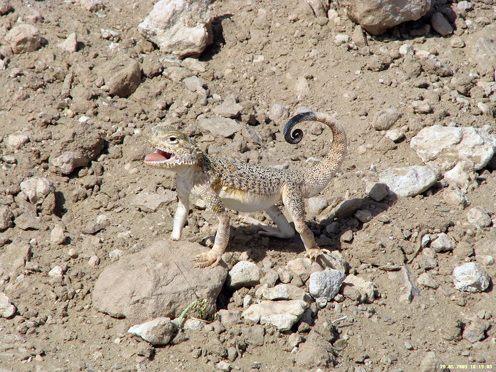 Amudarya State Natural Reserves celebrates its 15th anniversary