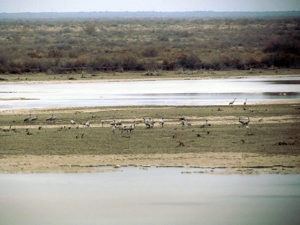 Emigratory common cranes choose the valleys of the Amu Darya River, Tedjen and Kopetdag Mountains foothills 