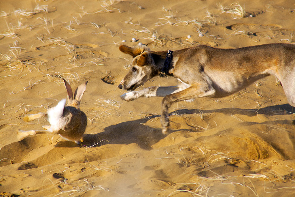 Традиции соколиной охоты на протяжении столетий привлекают путешественников и этнографов