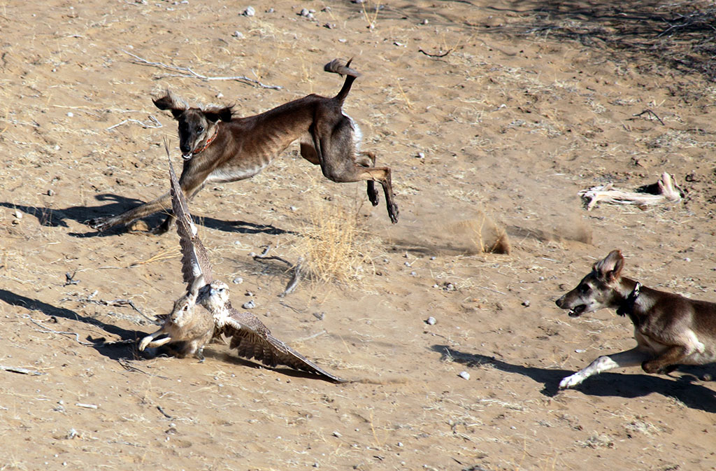Традиции соколиной охоты на протяжении столетий привлекают путешественников и этнографов