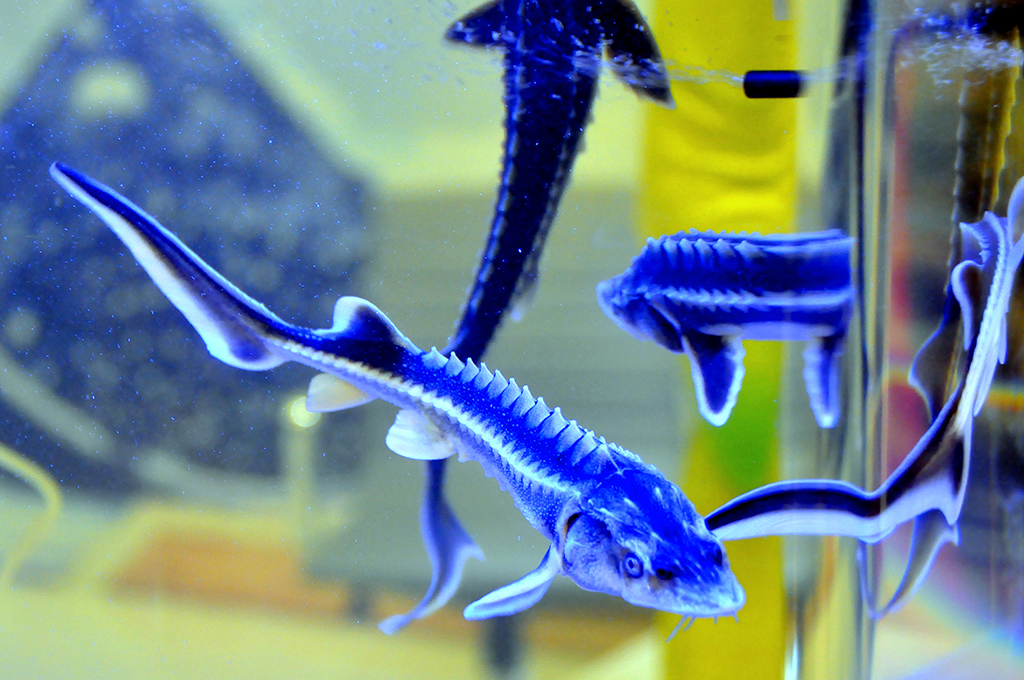 Продукция «Хазар балык» свидетельствует об экспортном потенциале национального частного сектора 