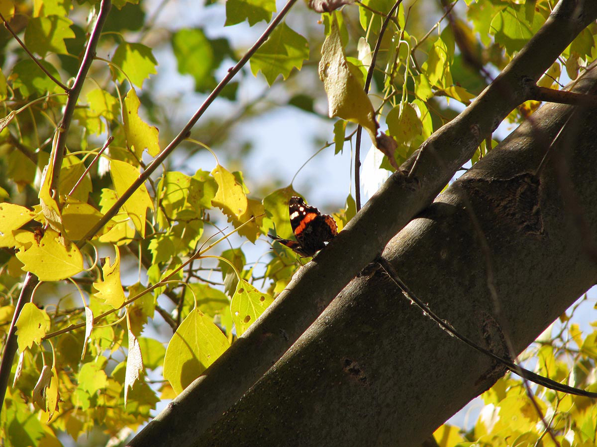 Завершается туркмено-германский проект по управлению земельными и лесными ресурсами в зоне Амударьи