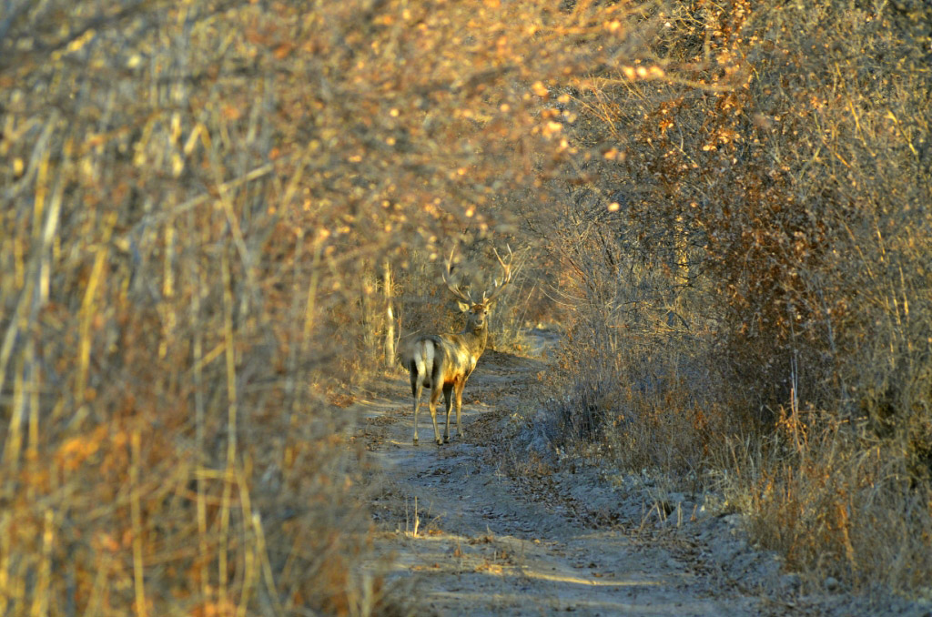 Завершается туркмено-германский проект по управлению земельными и лесными ресурсами в зоне Амударьи