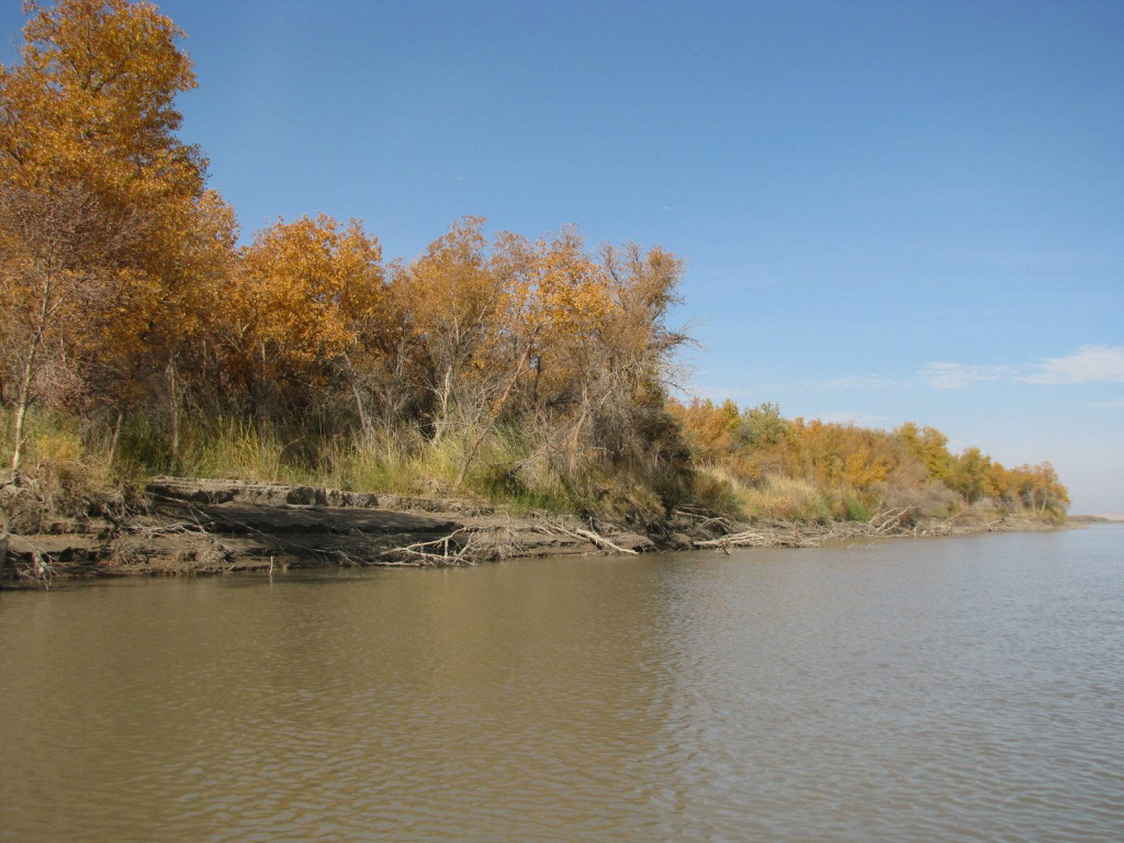 Turkmen – German project for management of land and woodland resources in Amudarya zone is coming to the end