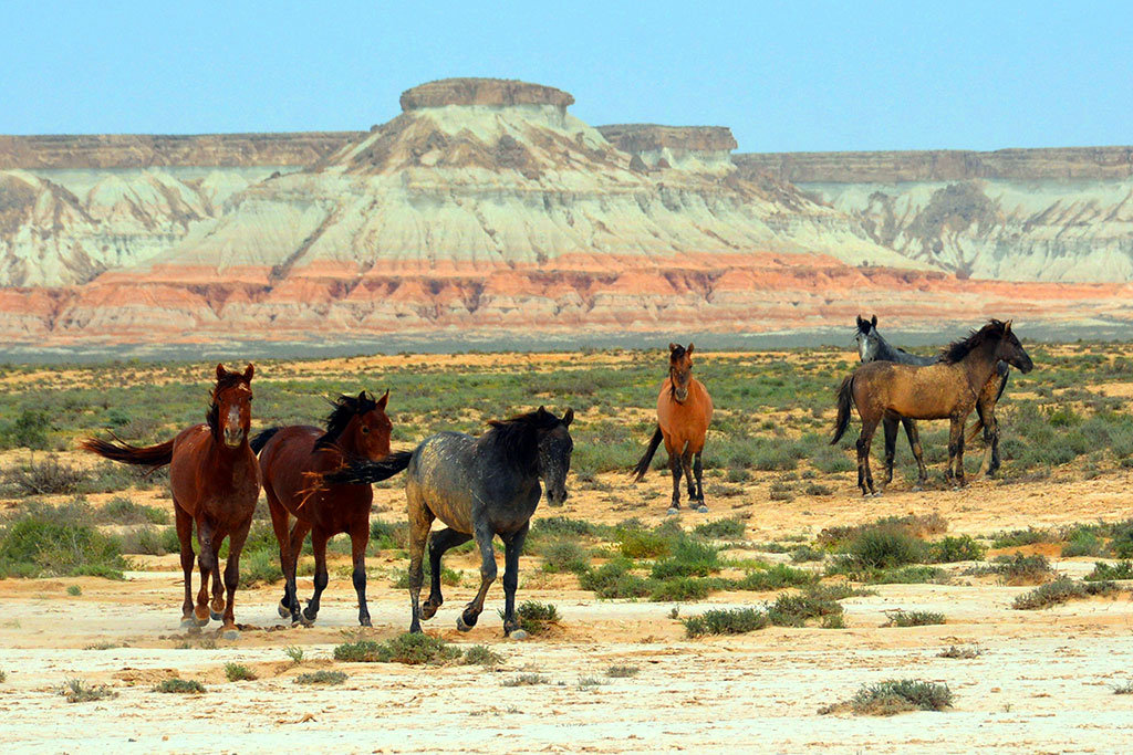 Çeperçilik akademiýasyndaky sergi: külallyk eserleriniň  we gözel pursatlaryň sazlaşygy