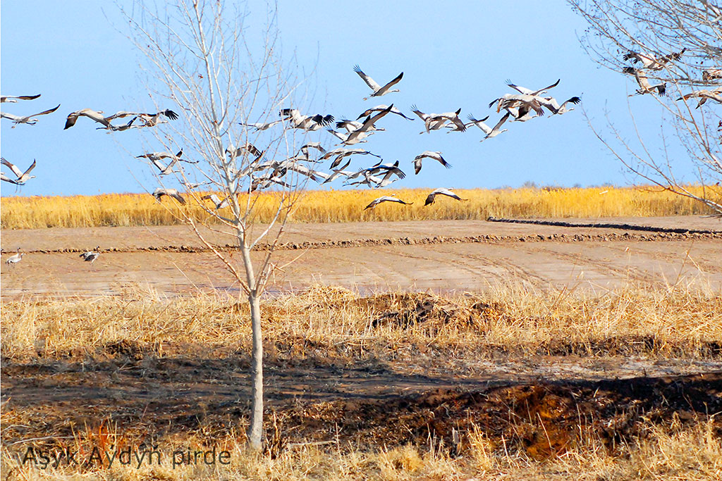 Çeperçilik akademiýasyndaky sergi: külallyk eserleriniň  we gözel pursatlaryň sazlaşygy