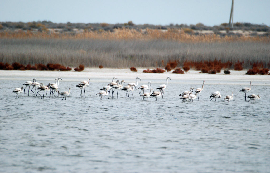 Representatives of the region and international experts discuss the aspects of control of migrating birds