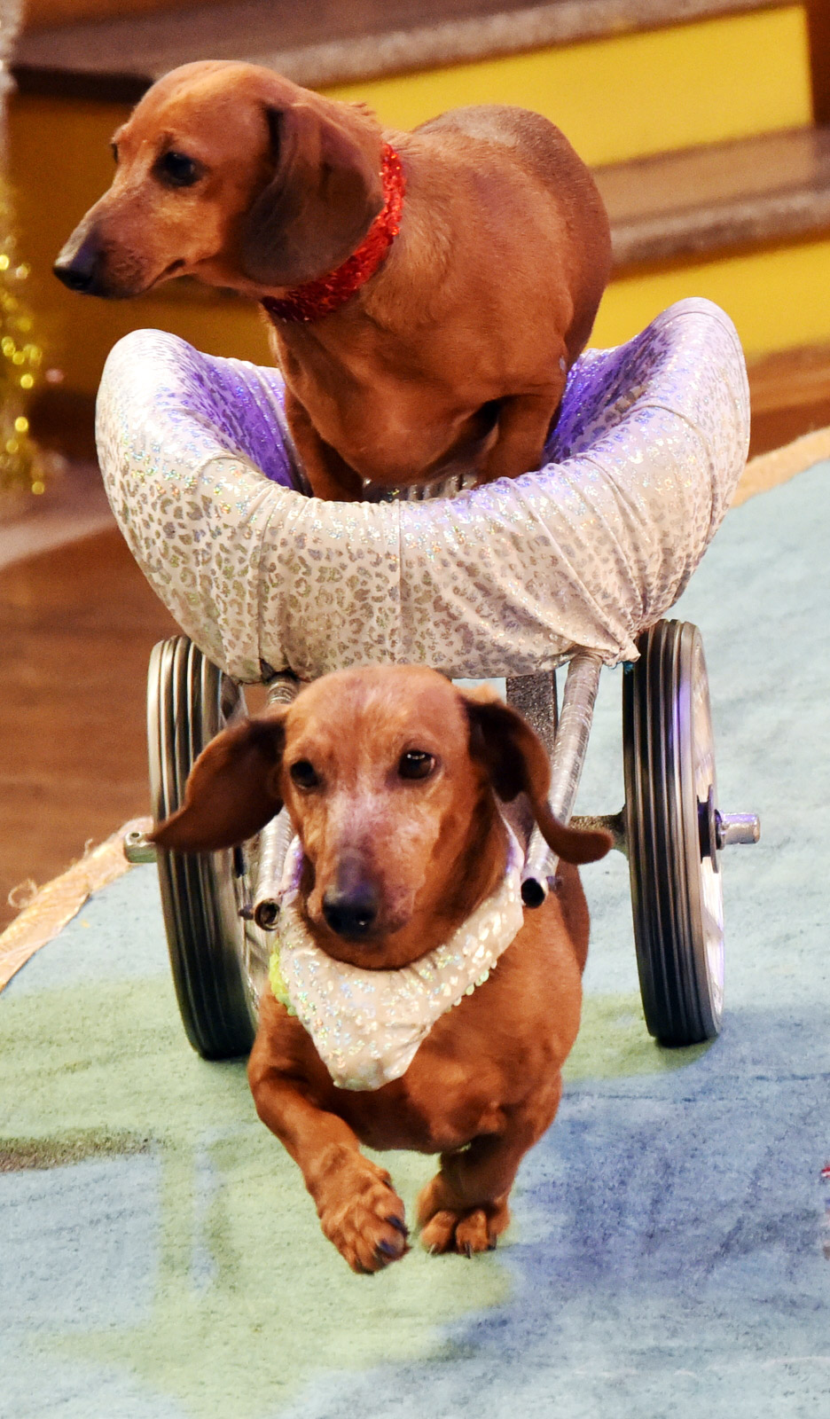 „Ýeňijilere şöhrat!“  atly sirk çykyşlaryna gatnaşyjylar  hünär syrlarynyň käbirini açýarlar