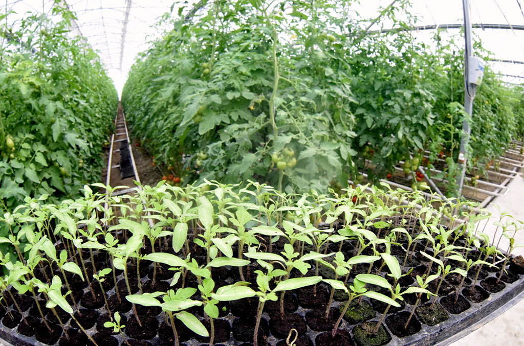 В северном регионе реализуется программа строительства современных тепличных хозяйств