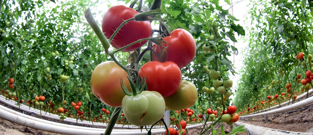 В северном регионе реализуется программа строительства современных тепличных хозяйств