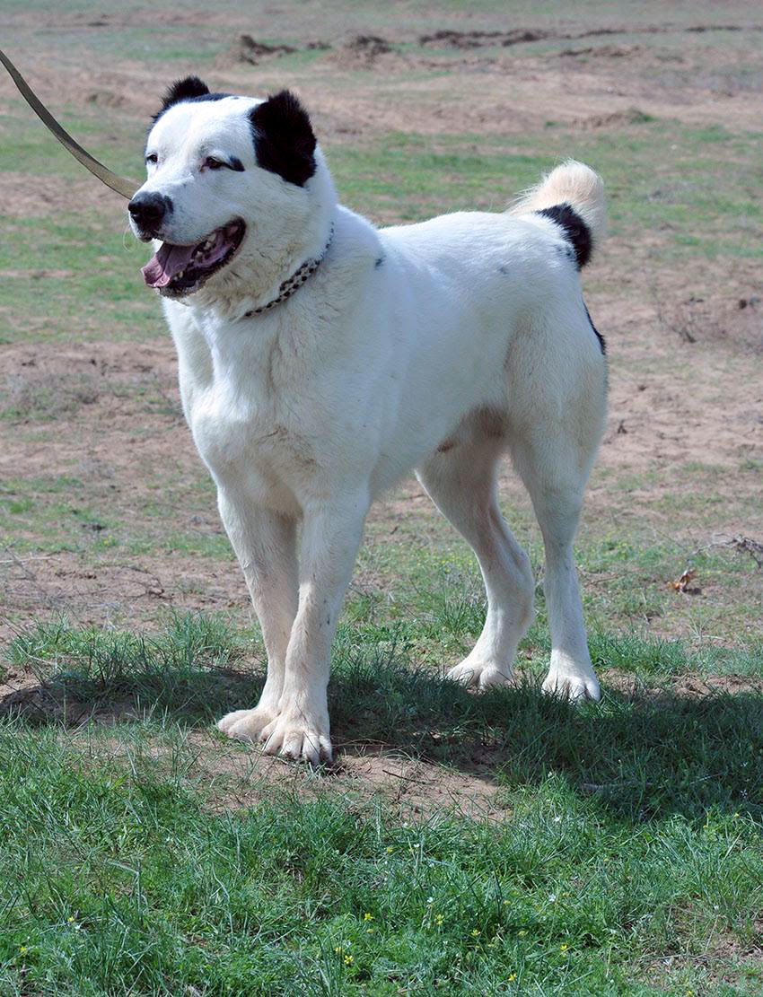 Turkmen alabay is national heritage, faithful friend and indispensable assistant 