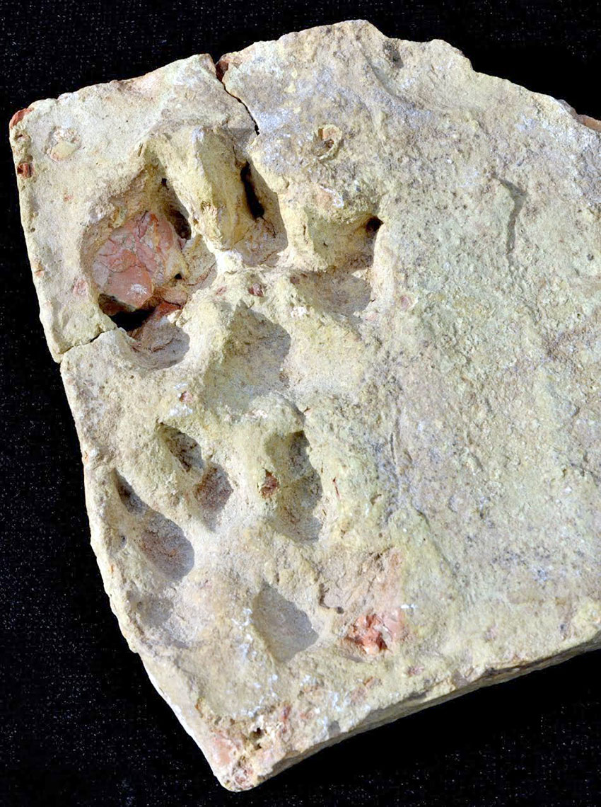 Turkmen alabay is national heritage, faithful friend and indispensable assistant 