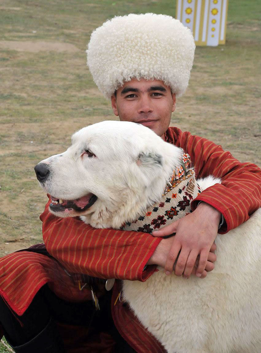 Turkmen alabay is national heritage, faithful friend and indispensable assistant 
