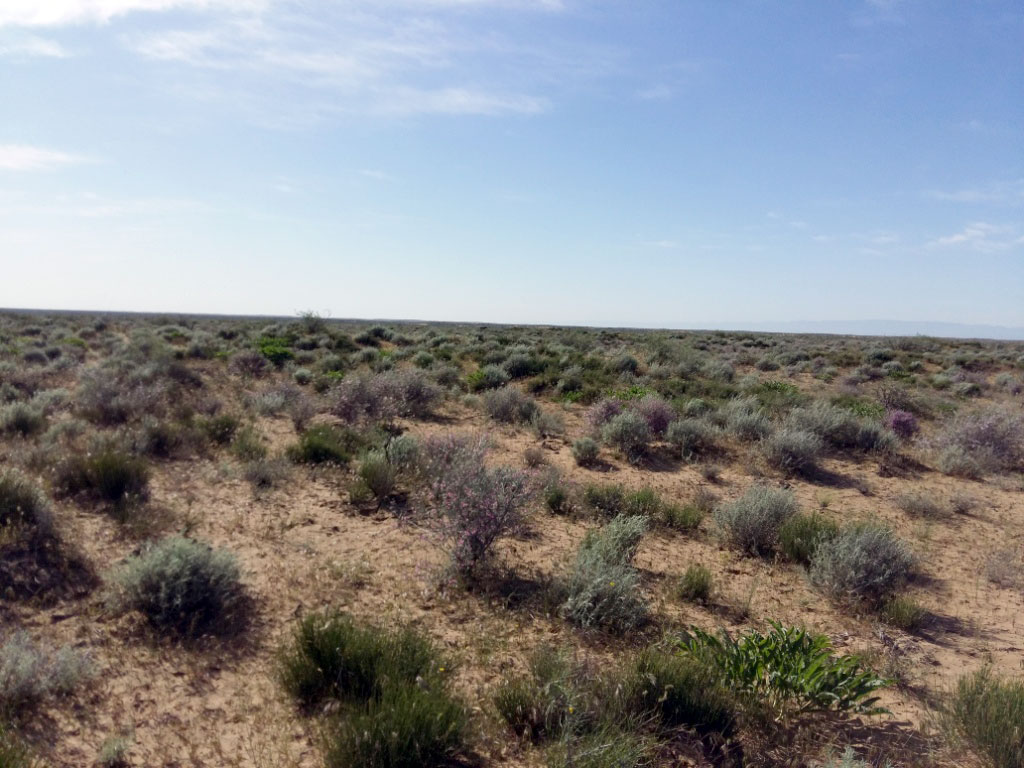 Эколого-экономическому эффекту от образования пастбищ вокруг коллекторов озера «Алтын Асыр» посвящена готовящаяся к изданию брошюра