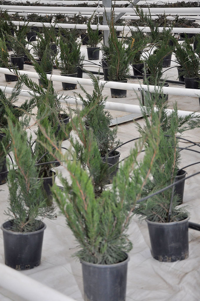 New greenhouse complex will specialize in growing seedlings for landscape gardening in the Akhal Velayat 