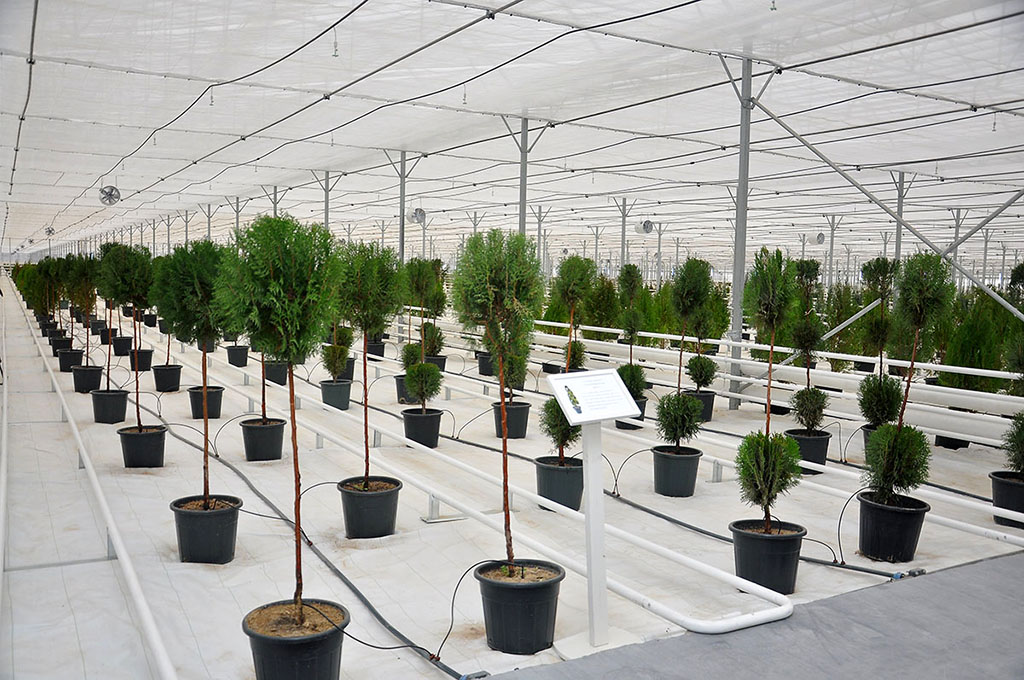 New greenhouse complex will specialize in growing seedlings for landscape gardening in the Akhal Velayat 