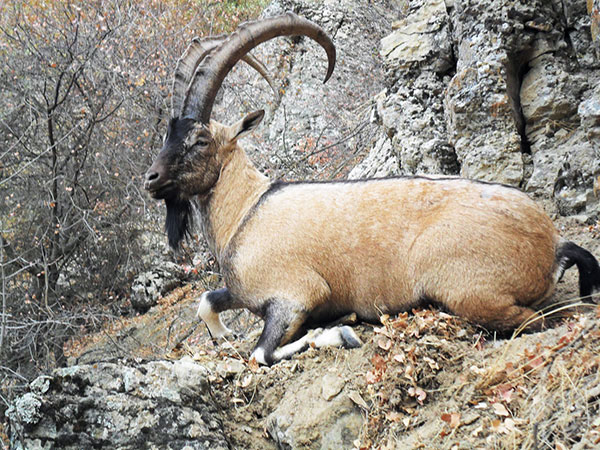 В зимний период сотрудники заповедников обеспечивают обитателей природоохранных территорий кормами