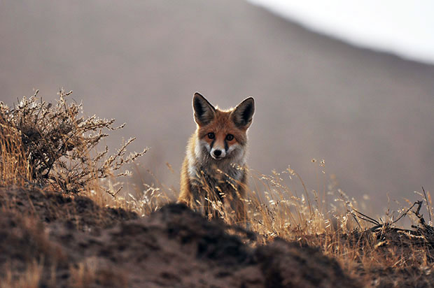 В зимний период сотрудники заповедников обеспечивают обитателей природоохранных территорий кормами