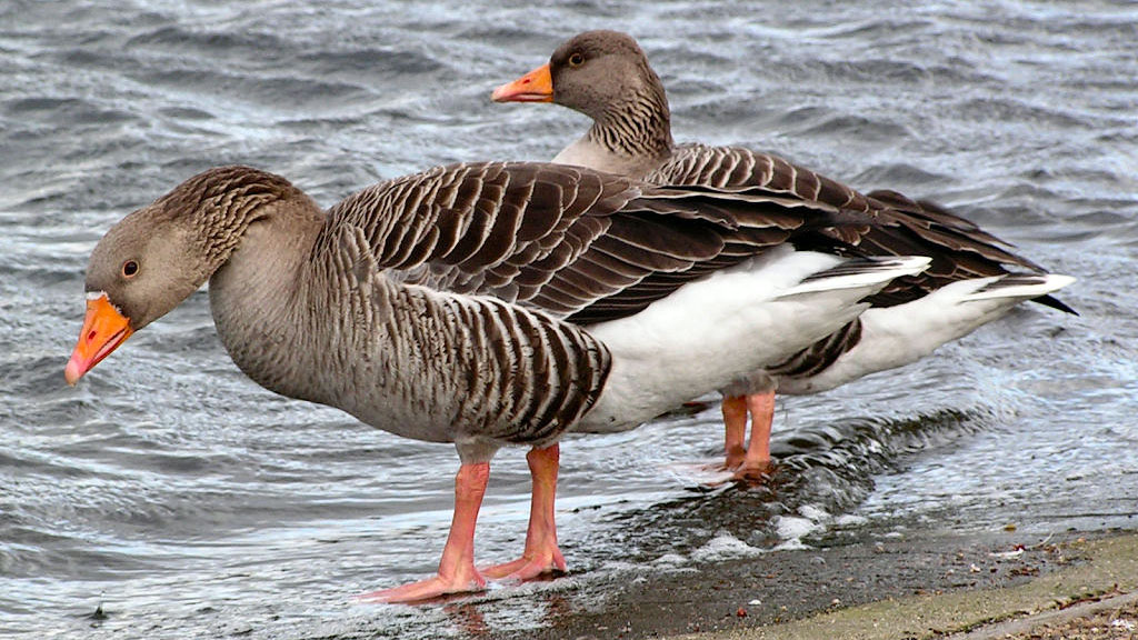 В зимний период сотрудники заповедников обеспечивают обитателей природоохранных территорий кормами