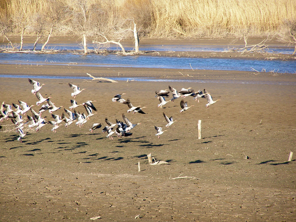 Arhiw resminamalarynda milli awçylygyň aýratynlyklary barada  maglumatlar  bar