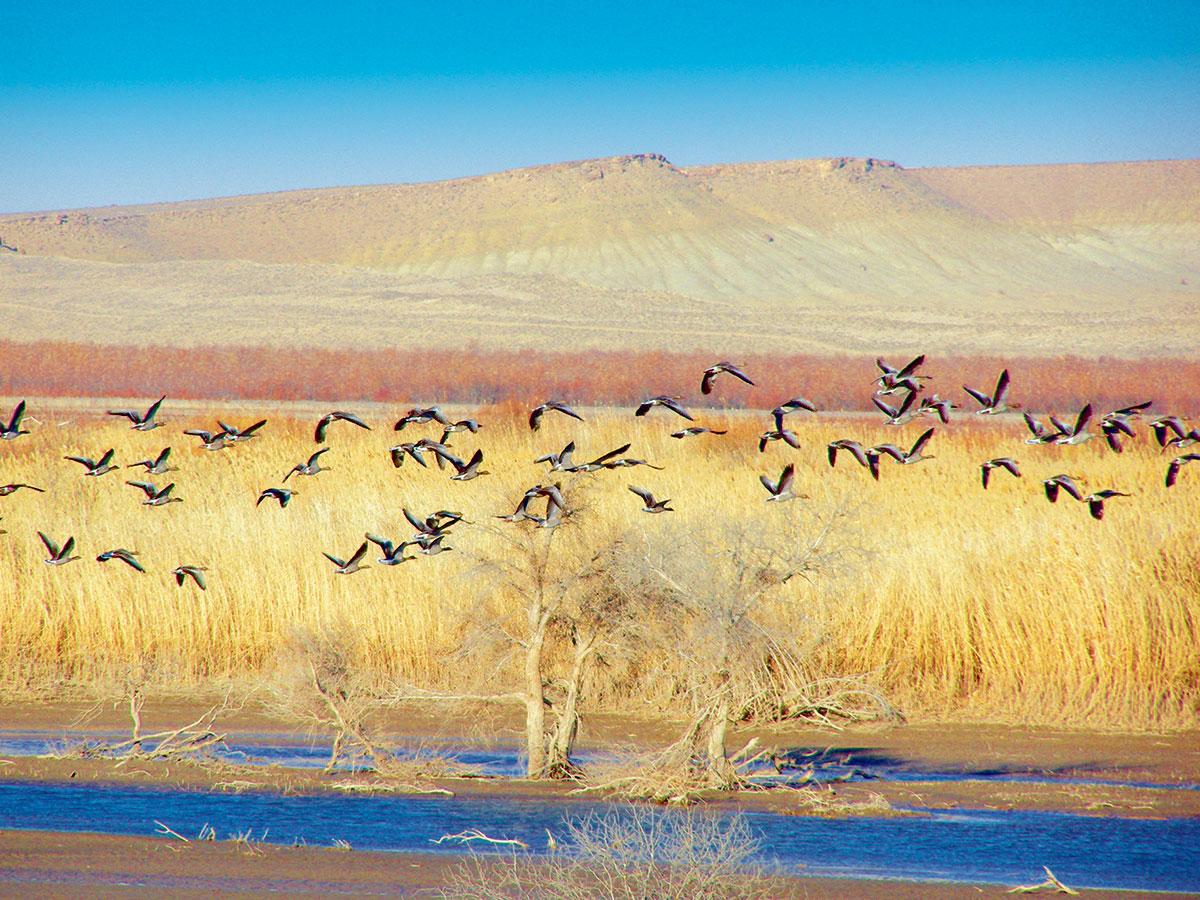 Arhiw resminamalarynda milli awçylygyň aýratynlyklary barada  maglumatlar  bar