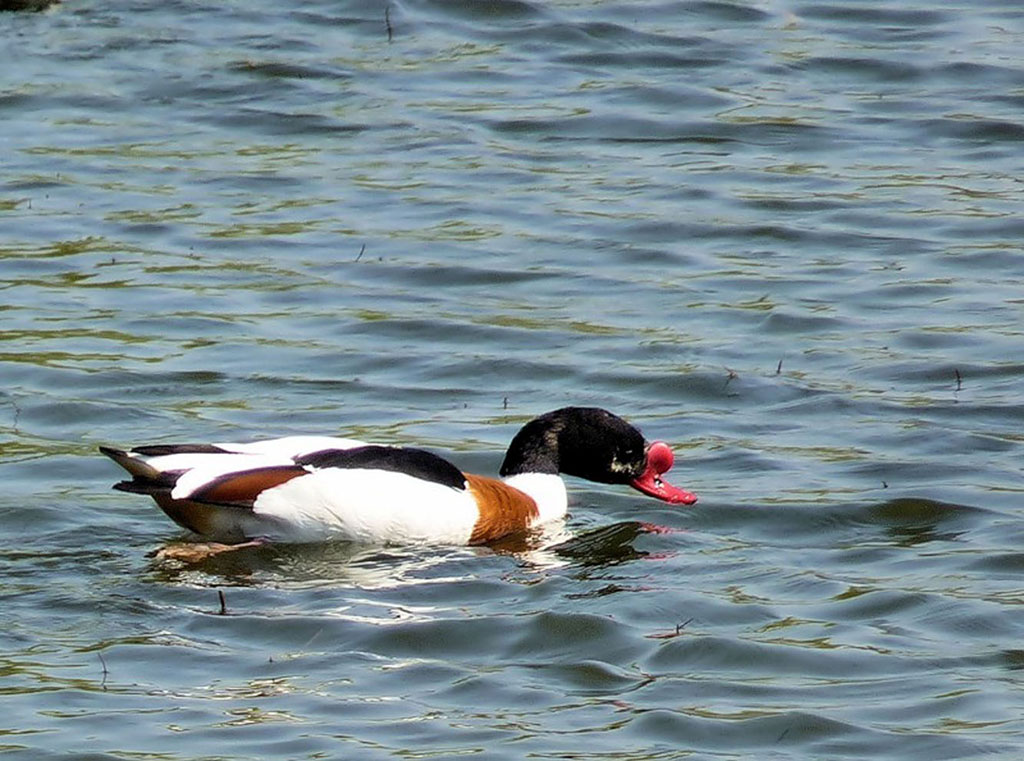 Turkmenistan ratified the Ramsar Convention 10 years ago