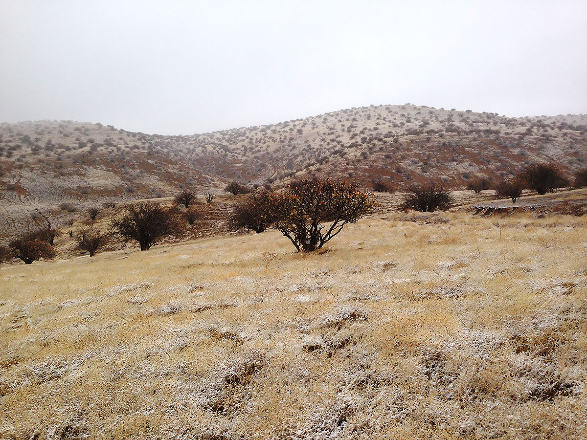 Gyşda Bathyz goraghanasynyň işgärleri keýikleriň we aýraklaryň toplanýan ýerlerine ot –iým daşaýarlar