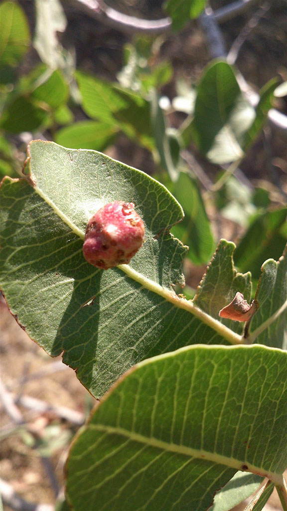 Бадхызское холмогорье – ареал распространения естественных фисташников 